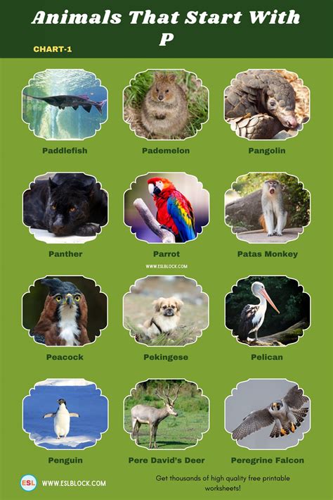 Animals that start with p – Artofit