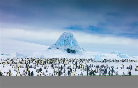 Emperor Penguin Predators