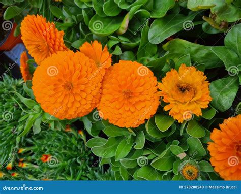Striking Close-up Image of an Orange Flower Known As Calendula Stock ...