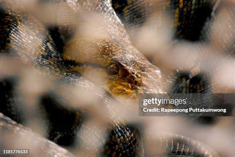 Image result for Giant Python Snake