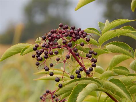 Elderberry for kids: worth it? — THE PEDIATRICIAN MOM