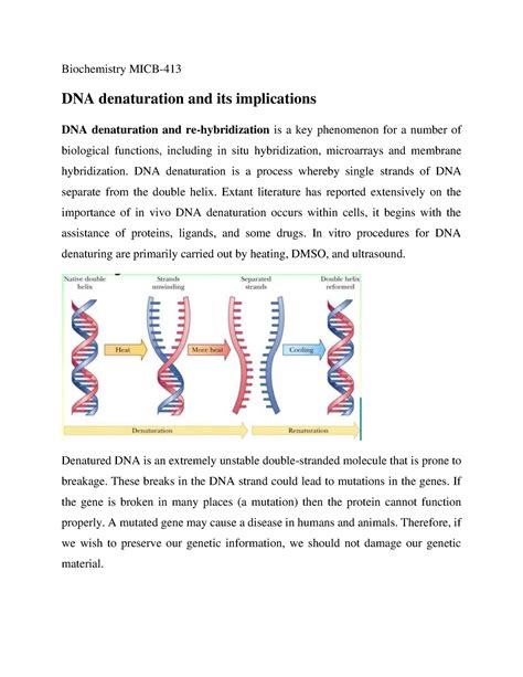 DNA denaturation and its implications - Biochemistry MICB- DNA ...