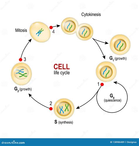 Plant Cell Cycle Diagram Labeled - Cell Growth Measurement Intechopen : A diagram of a plant ...