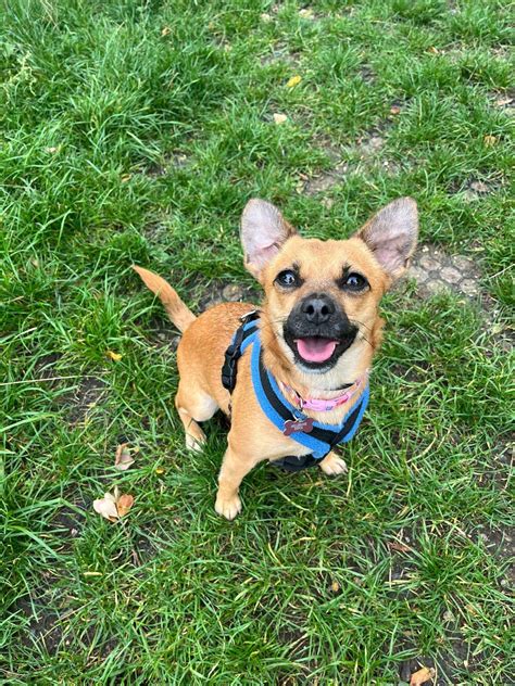 Fun Dog Show, Millbrook Animal Centre (RSPCA), Chobham, Woking, 9 May ...