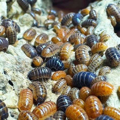 Armadillidium Vulgare "St. Lucia" | SkakaVky.SK