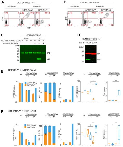 De Novo Expressed Vpr Stimulates HIV-1 Replication in T Cells