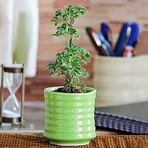 Ugaoo Churi Ceramic Pot (Green) : Amazon.in: Garden & Outdoors
