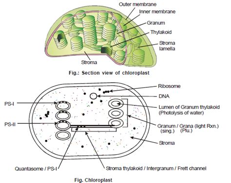 Cell Biology, Chapter Notes, Class 11, Biology PDF Download