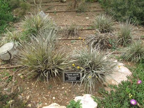 Conostylis candicans - Grey Cottonhead, קונוסטיליס מלבין, חרוטן מאפיר ...