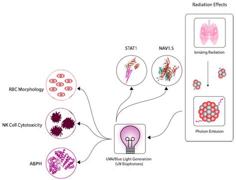 IJMS | Special Issue : Radiation-Induced Non-DNA-Targeted Effects ...