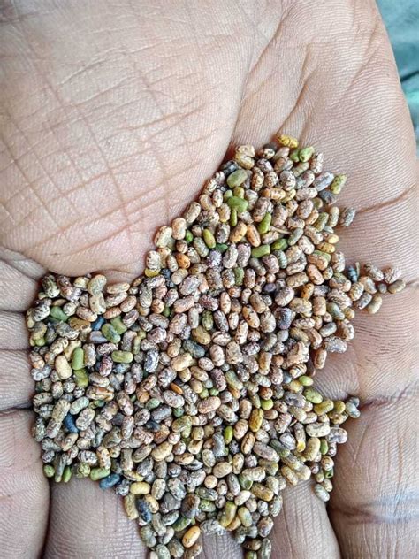 கொழிஞ்சி விதை 250 Gram | Kolinji Seed 250 Gram
