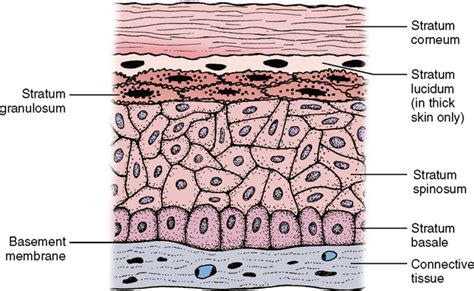 Basic Tissues 的图像结果