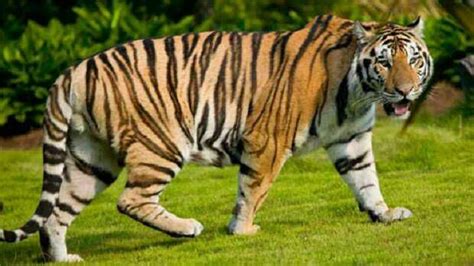 Royal Bengal Tiger : Our National Animal
