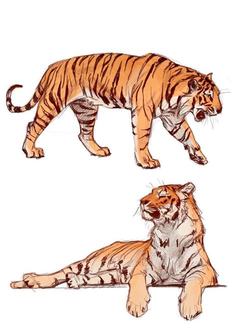 Image result for Tiger Drawing Easy
