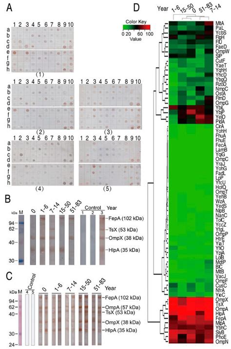 Escherichia coli Activate Extraintestinal Antibody Response and Provide ...
