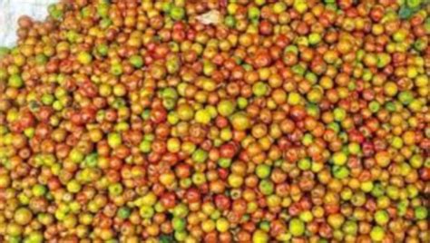 Elantha palam – Bhoomitoday