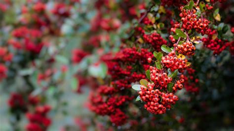 Wallpaper pyracantha, berries, branch, macro, red hd, picture, image