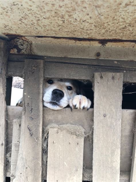 Image result for Dogs Getting Slaughtered