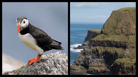 WHERE to see puffins in Northern Ireland: 3 INCREDIBLE spots - where to see puffins in ireland