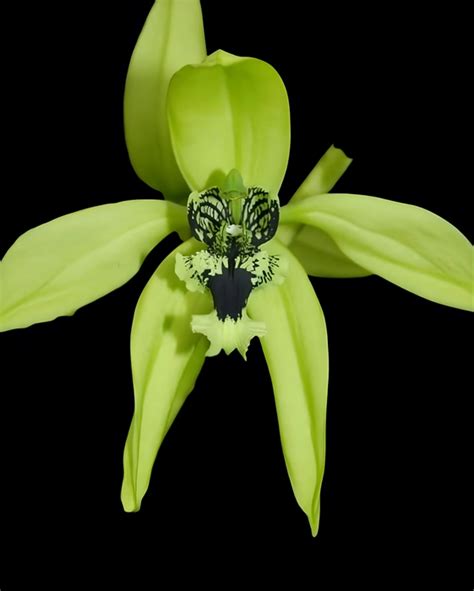 Coelygene Orchid Species Pandurata Without Flowers Flowering Size Plant
