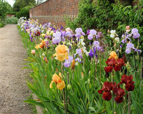 Image result for Iris Form Classification Example