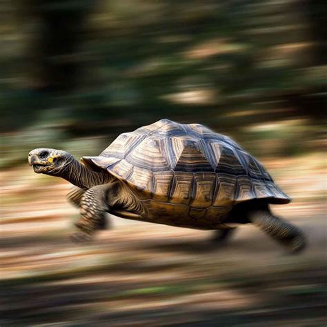 How Fast Can A Tortoise Run – The Surprising Speed of a Slow Animal - Reptiles Care
