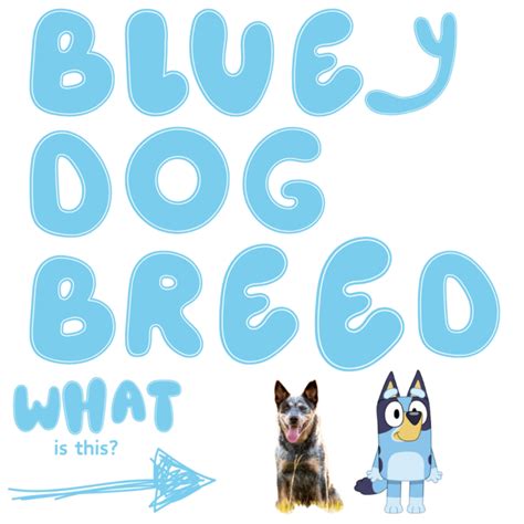 Bluey Dog Breed: What kind of dog is Bluey in real life? - A Sparkle of Genius