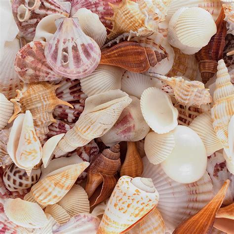 Buy Sea Shells Mixed Beach Seashells - Various Sizes up to 2 Shells ...