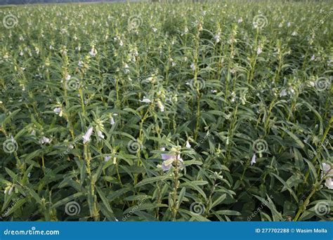 Image result for Sesame Stret Tree