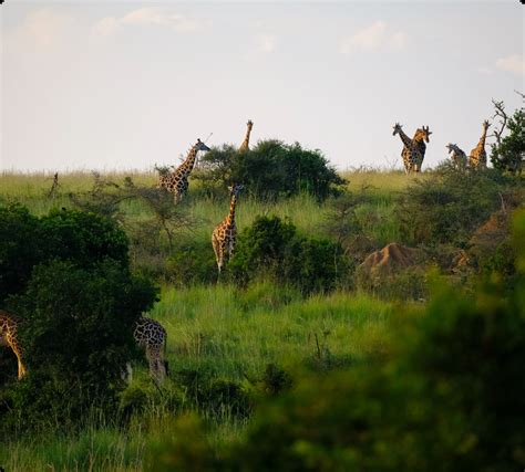 Welcome [www.kws.ecitizen.go.ke]