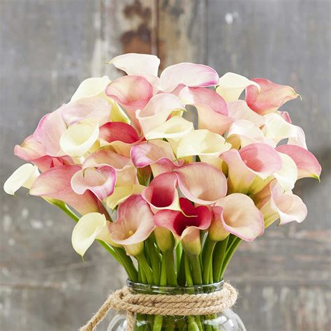 Calla Lily Flower Pictures
