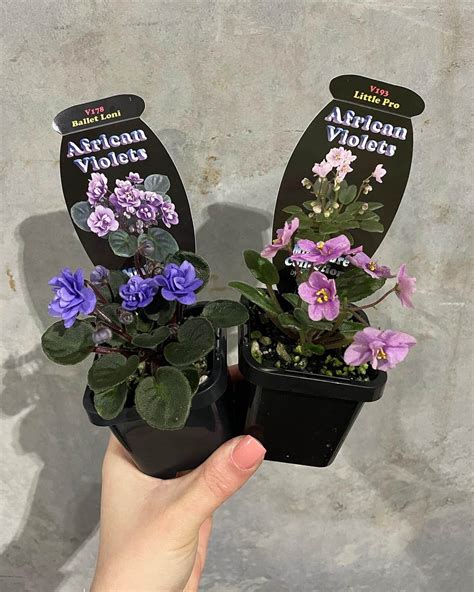 African Violets - Gippsland Indoor Plants