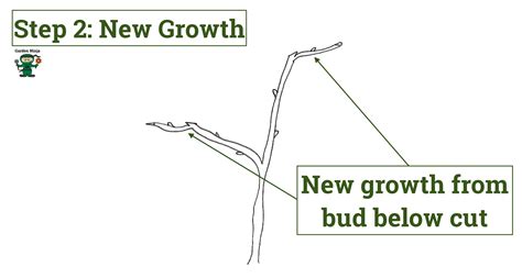 Apple Tree Pruning Guide 的图像结果
