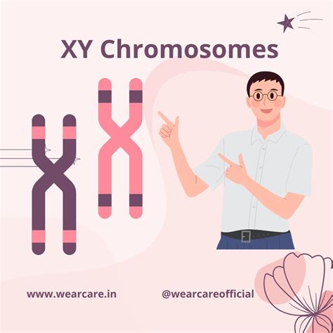 Understanding XX vs XY Chromosomes - Wearcare