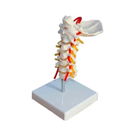 Wsj Teaching Torso Cervical Model Vertebra Arteria Spine Nerves ...