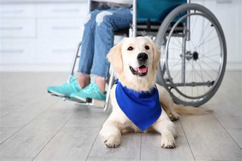 Humans D Dogs 的图像结果