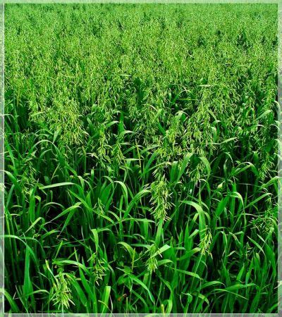 Yulaf Yetiştiriciliği