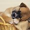 Image result for Baby Animals Sleeping in Bed