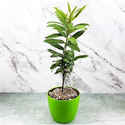 Mphmi Live Plant Nursery NCR AllSpice - Plant Masala Plant (Plant ...