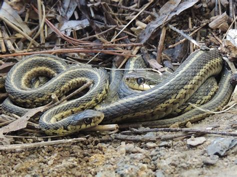 Eastern Gartersnake – PA HERP IDENTIFICATION