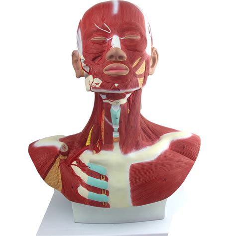 Buy Head And Neck Vascular Nerve Attached To The Brain Model Nervous ...