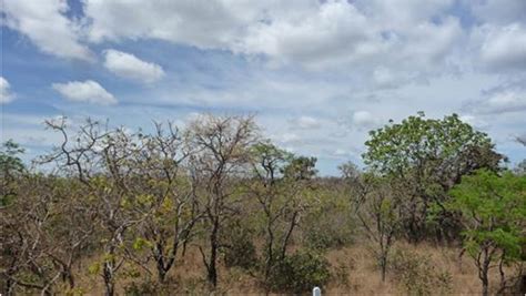 Image result for Vegetations Field Study Examples