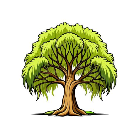 Stunning Outline of Willow Oak Tree Stock Illustration - Illustration ...