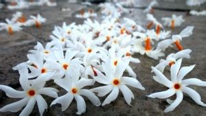 Sjeme Night Jasmine Flower Seed Seed Price in India - Buy Sjeme Night ...
