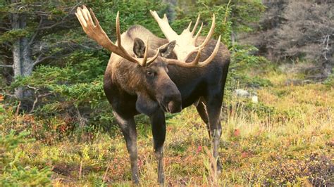 Best Places to See Alaskan Wildlife - Wildland Trekking