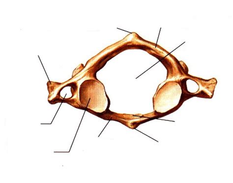 Image result for Vertebrae Alignment