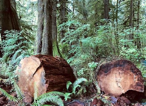 Forest resources: what are, types and examples - Evidence Network