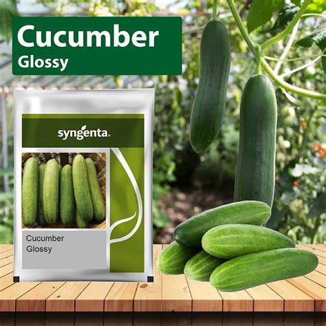Syngenta Glossy Cucumber Seeds – Agriplex