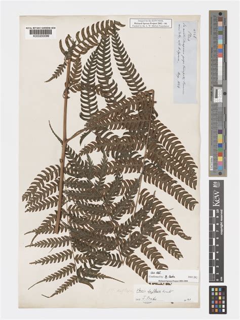 Pteris deflexa Link | Plants of the World Online | Kew Science