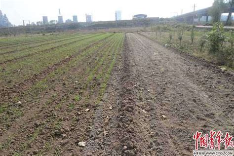 宁夏村民收割的13亩黄豆被盗，警方发布预警！_彭阳县_农作物_案件